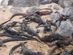 02-Marine Iguanas